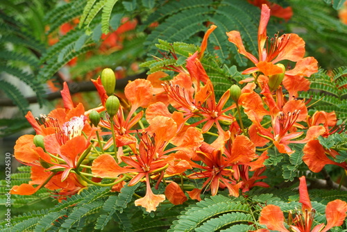 深紅の花 photo