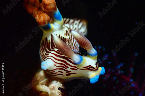 a sea slug just after its mating