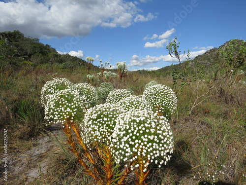 Floração de Chuveirinhos Cerrado (Flowering in the central Brazilian Cerrado)