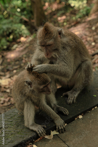 Fototapeta Naklejka Na Ścianę i Meble -  Monkeys grooming each other