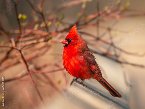 A red male Northern Cardinal in the morning sun