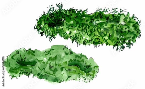 Set of different green mosses. Elements of decorative floral elements. Watercolor hand drawn sketch illustration isolated on white background. Template for design.