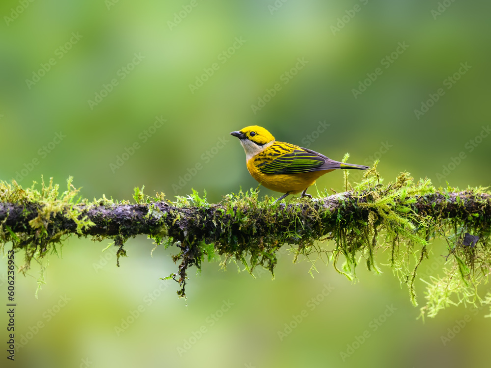 Silver-throated Tanager portrait on mossy stick against green background
