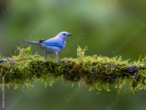 Blue-gray Tanager portrait on mossy stick against green background