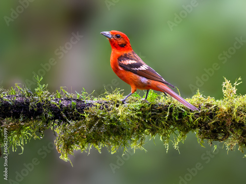 Flame-colored Tanager portrait on mossy stick against green background