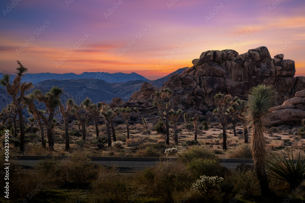 Road trip with Joshua trees at sunset landscape around. California, USA