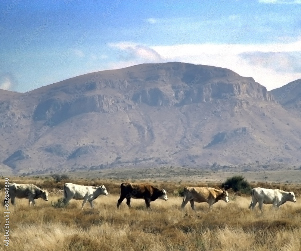 Cows walking in a line in a pasture in front of a mountain.