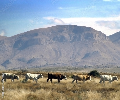 Cows walking in a line in a pasture in front of a mountain. © Art