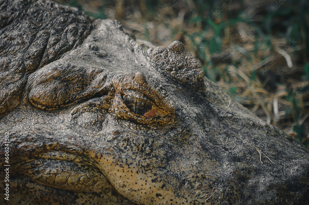 Obraz premium close up of a crocodile
