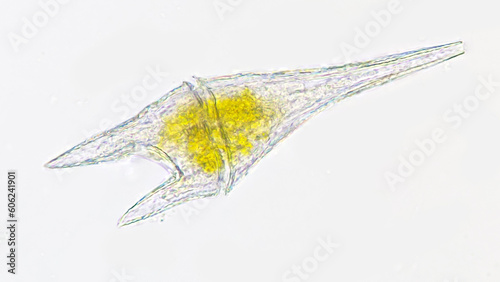 Marine dinoflagellate, Ceratium furca. Live cell. 400x magnification. Stacked photo photo
