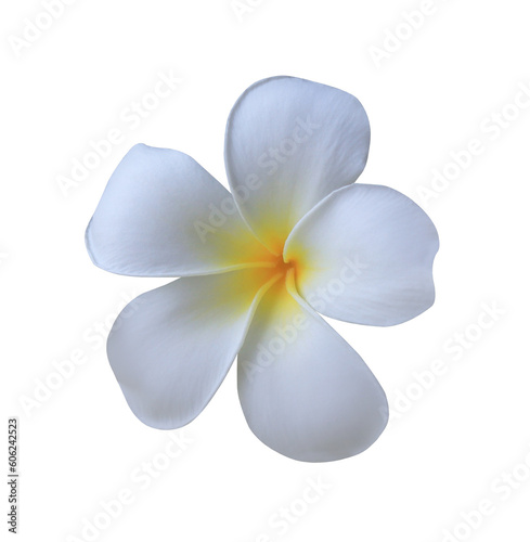 Plumeria or Frangipani or Temple tree flower. Close up white-yellow single plumeria flowers isolated on transparent background.