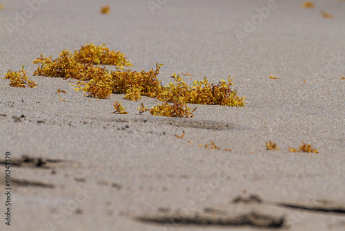 Sargassum on the Beach photo
