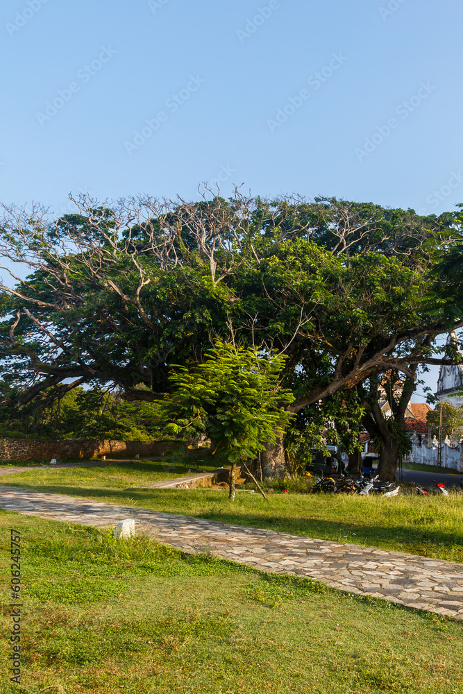Banyan tree in Galle, Sri Lanka