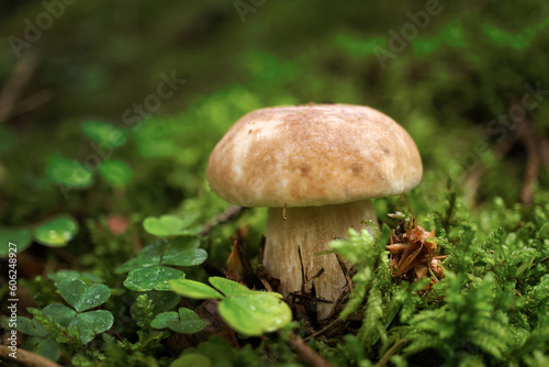 Wild Boletus mushroom growing on lush green moss