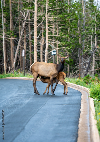 Baby elk is feeding on the side of the road in Rocky Mountain national Park, Colorado in summer