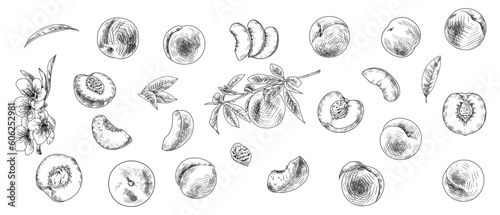 Set of drawn peaches with stone, branches, flowers and leaves on white background