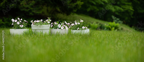 kompozycja z kwiatów w doniczne w ogrodzie na trawniku