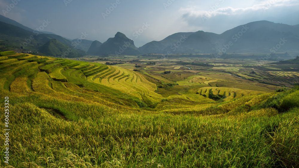 terraced rice field in sunshine yen bai vietnam go between th