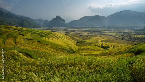terraced rice field in sunshine yen bai vietnam go between th © Silviu