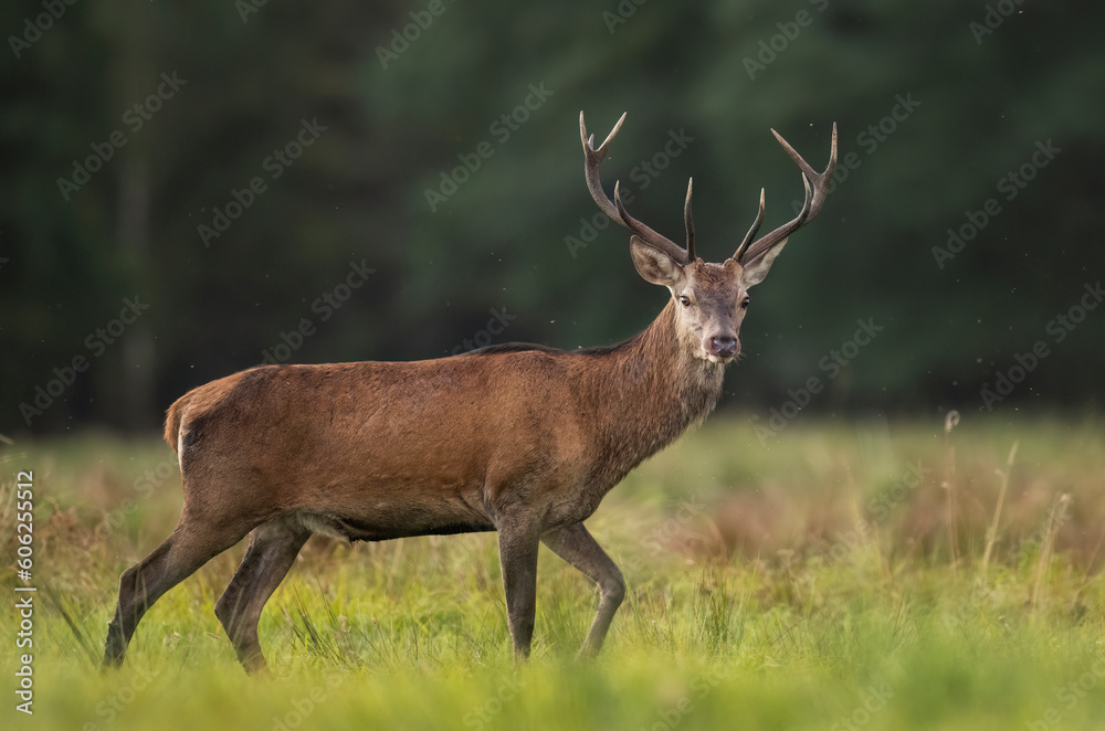 European deer male buck ( Cervus elaphus ) during rut