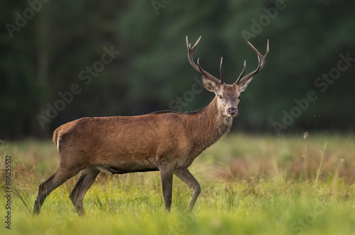 European deer male buck ( Cervus elaphus ) during rut