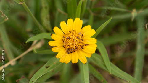 Foto Autumn flowers in the impenetrable with pollinating for ants.