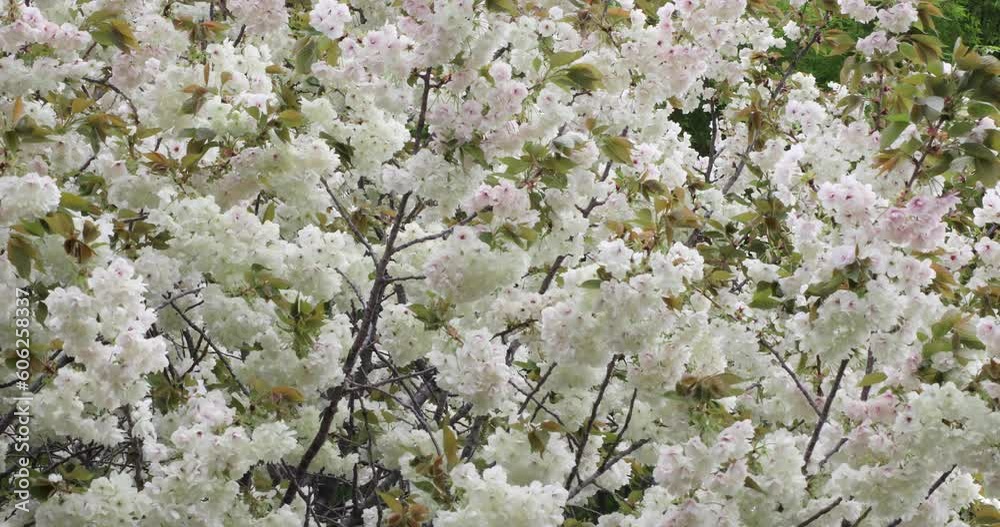 Ukon Cherry flowers swaying in the wind cloudy day Ukon Cherry flowers swaying in the wind cloudy day
