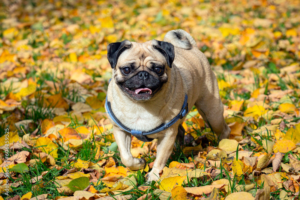 A pug dog is walking through the leaves on a fall day.