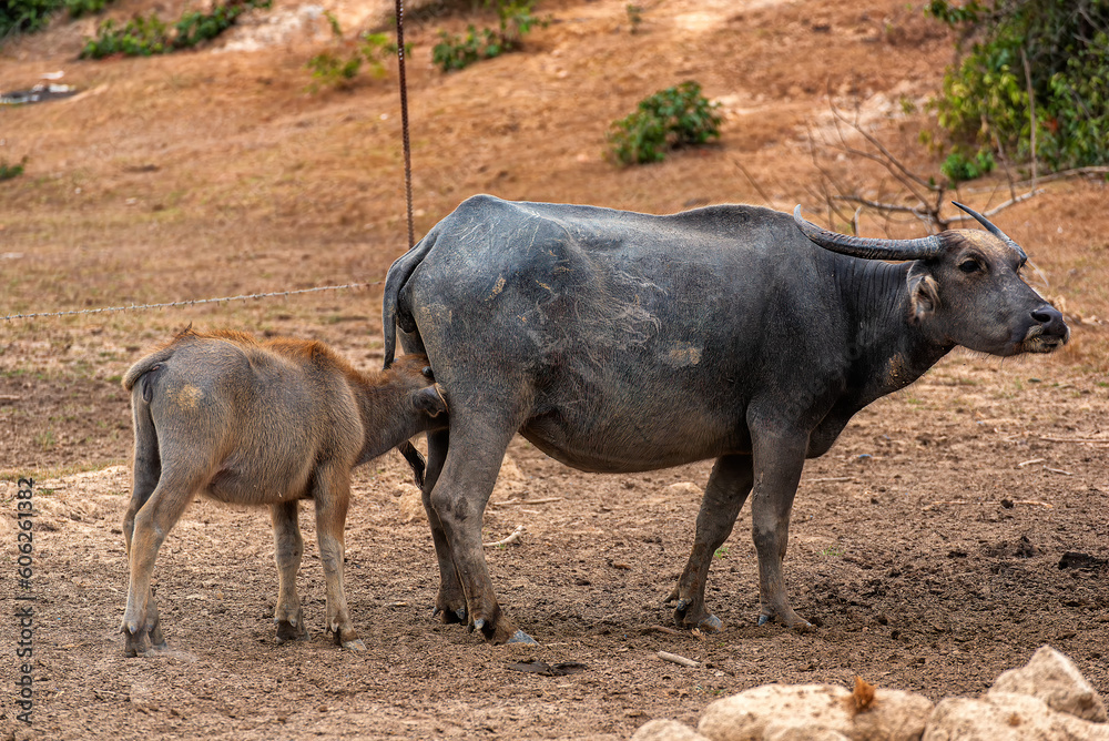 Group of Water buffalo (Thai buffalo) at countryside in Southern of Thailand. Group of Water buffalo (Thai buffalo) at countryside in Southern of Thailand.
