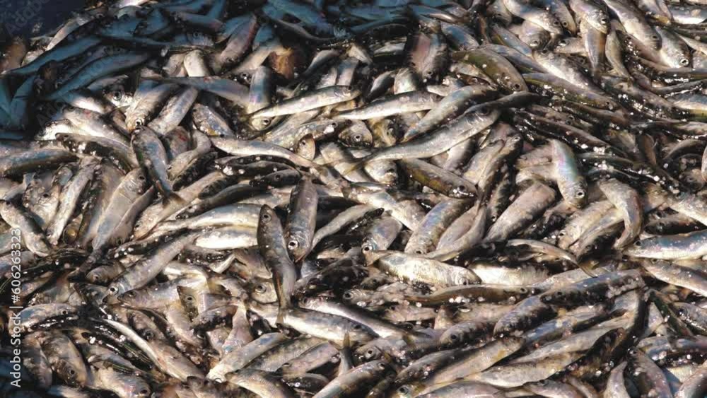 Fresh herring from the sea. Freshly caught Fish in a box Fresh herring from the sea. Freshly caught Fish in a box