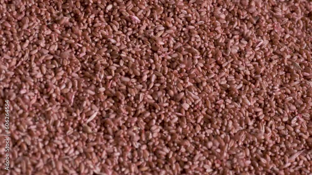 This stock video shows wheat treated with fungicides and other substances before sowing. This video will decorate your projects related to agriculture, agronomy, wheat. This stock video shows wheat treated with fungicides and other substances before sowing. This video will decorate your projects related to agriculture, agronomy, wheat.