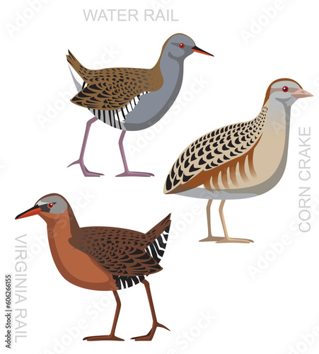 Cute Bird Water Rail Corn Crake Cartoon Vector