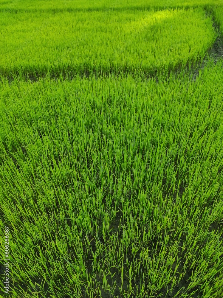 The natural environment or natural world encompasses all living and non-living things occurring naturally, meaning in this case not artificial. The term is most often applied to the Earth or some part The natural environment or natural world encompasses all living and non-living things occurring naturally, meaning in this case not artificial. The term is most often applied to the Earth or some part