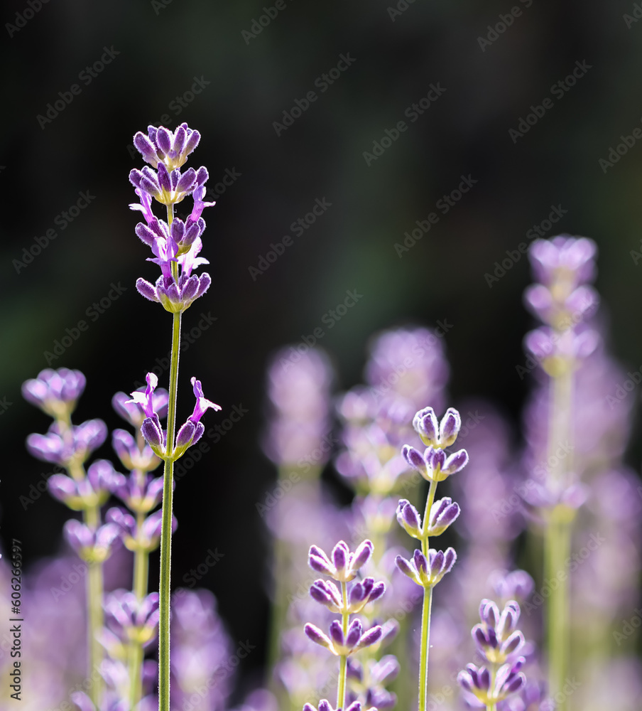 Obraz premium Purple lavender flowers on a dark background in a sunny garden