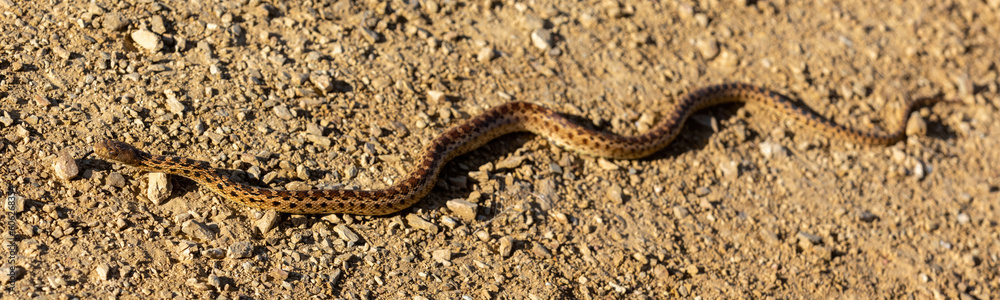 Pacific Gopher Snake Sub-Adult Slithering on Trail. Joseph D Grant County Park, Santa Clara County, California, USA. Pacific Gopher Snake Sub-Adult Slithering on Trail. Joseph D Grant County Park, Santa Clara County, California, USA.