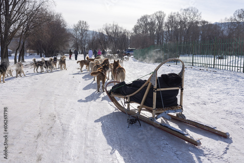 Dog sledding is a good chance to experience beautiful Mongolian winter. © kamonrat