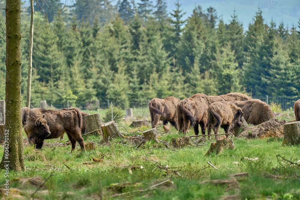 wild living European wood Bison, also Wisent or Bison Bonasus, is a large land mammal and was almost extinct in Europe, but now reintroduced to the Roothaarsteig mountains in Sauerland Germany. wild living European wood Bison, also Wisent or Bison Bonasus, is a large land mammal and was almost extinct in Europe, but now reintroduced to the Roothaarsteig mountains in Sauerland Germany.