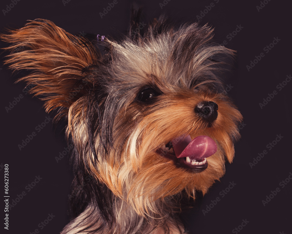 Naklejka premium dog
