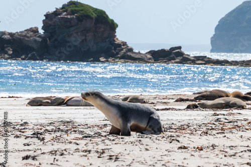 Australian sea lions on the beach  photo
