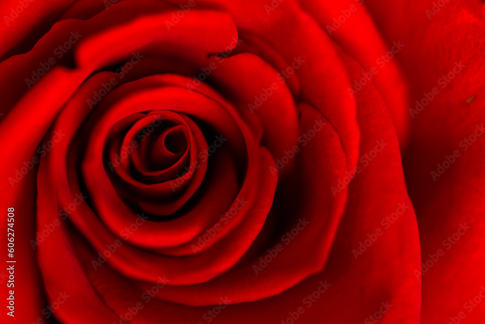 Red rose