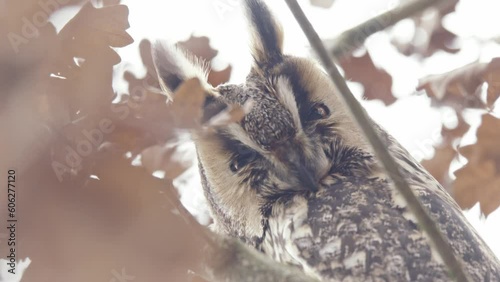 Brown leaves rustling in breeze around sleepy long-eared owl perched in tree photo