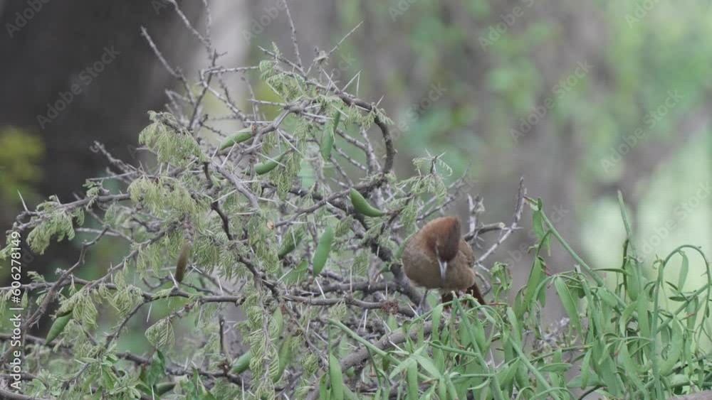 Brown cacholote perched on acacia tree takes off in flight diving off tree Brown cacholote perched on acacia tree takes off in flight diving off tree