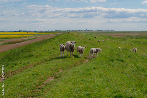 sheep on the field