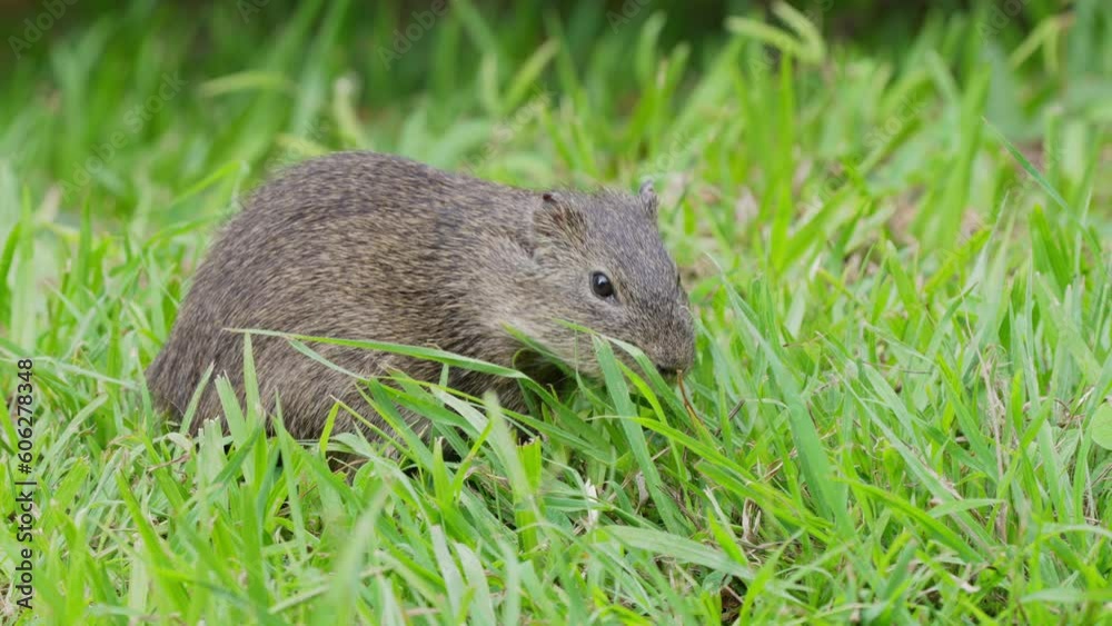 Frontal view of brazilian wild guinea pig chewing and walking in grass Frontal view of brazilian wild guinea pig chewing and walking in grass