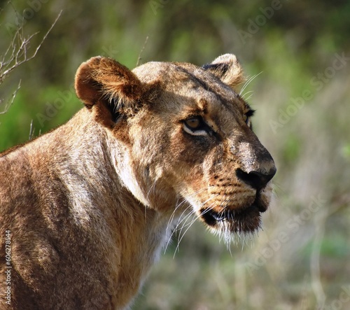 Lioness stare