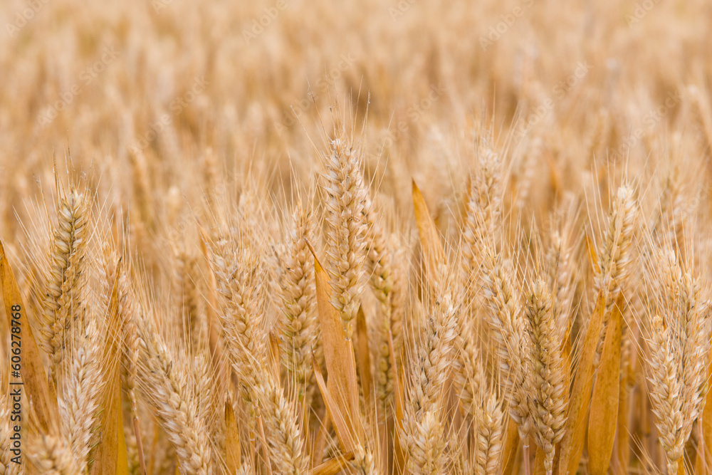 Fototapeta premium Wheat field. Ears of golden wheat in harvest season