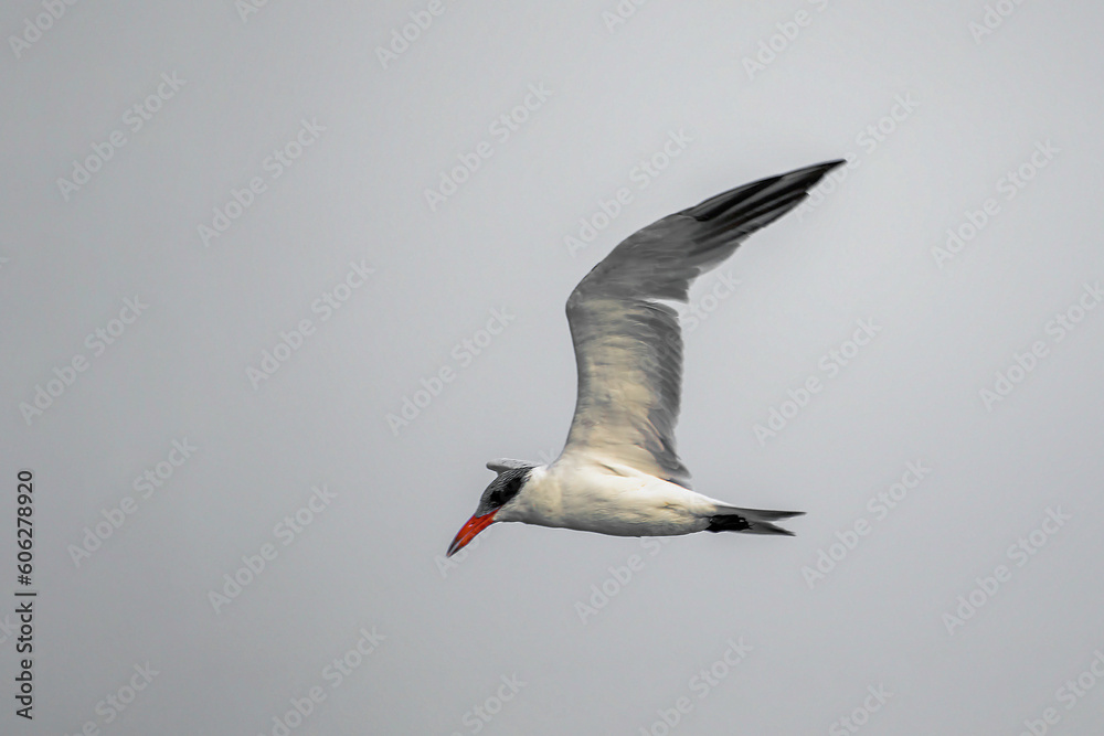 Fototapeta premium Tern