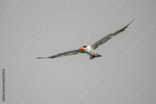 Tern