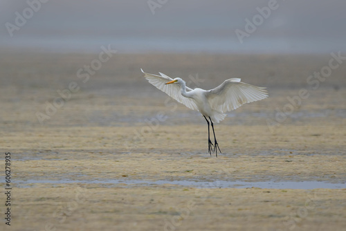 Egret