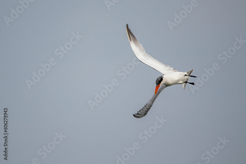 Tern